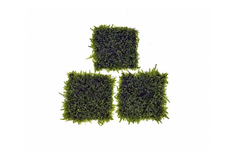 Mini Christmas moss on stainless steel display, showcasing lush green moss from BUCE for decorative use.