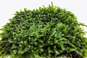 Mini Christmas moss on stainless steel, lush green moss plant displayed on sleek metal surface, by BUCE for decorative use.