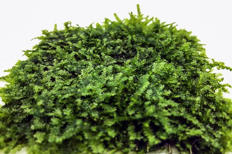 Mini Christmas moss on stainless steel, lush green moss plant displayed on sleek metal surface, by BUCE for decorative use.