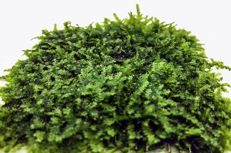 Mini Christmas Moss on Stainless Steel — Buce Plant