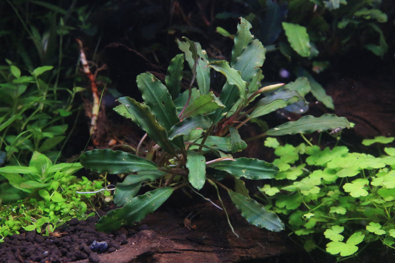Bucephalandra Titan 2 Aquatic Plant - Buce Plant