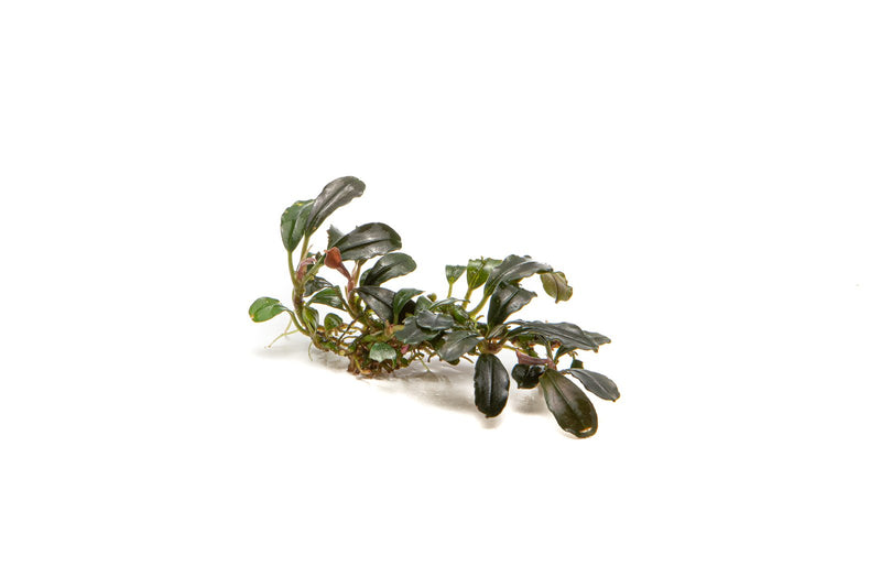 Bucephalandra Mini Coin Bucephalandra - Buce Plant