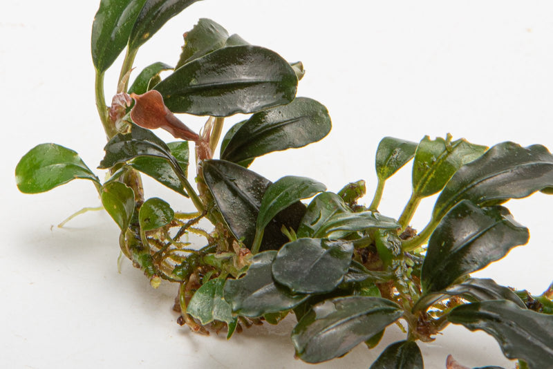 Bucephalandra Mini Coin Bucephalandra - Buce Plant