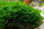 Mini Pellia on Stainless Steel Mesh - Small Moss - Buce Plant