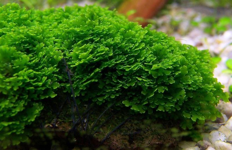 Mini Pellia on Stainless Steel Mesh - Small Moss - Buce Plant