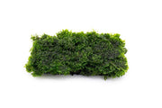 Mini Pellia on Stainless Steel Mesh - Small Moss - Buce Plant