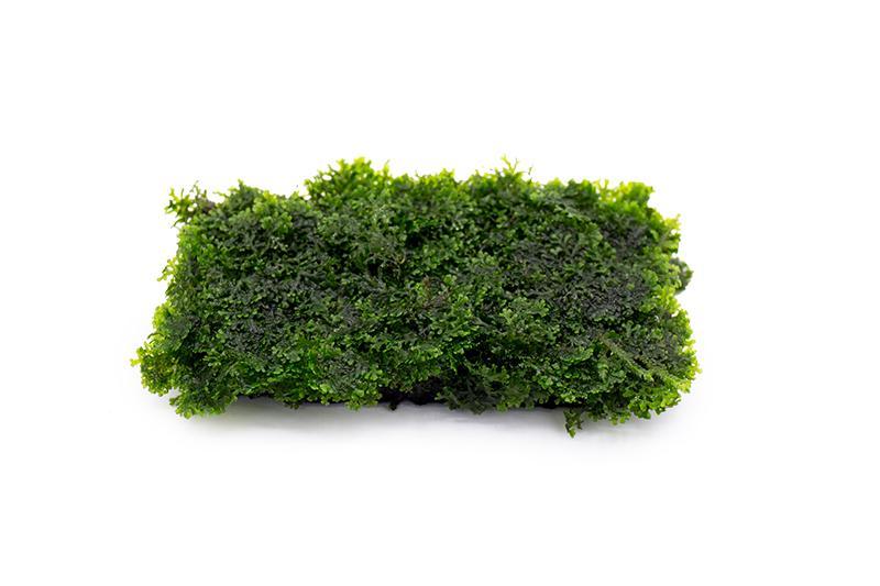Mini Pellia on Stainless Steel Mesh - Small Moss - Buce Plant