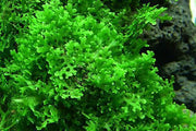 Mini Pellia on Stainless Steel Mesh - Small Moss - Buce Plant