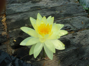 Assorted hardy water lilies from ACW, aquatic plants with vibrant blooms floating on water in a garden pond setting.