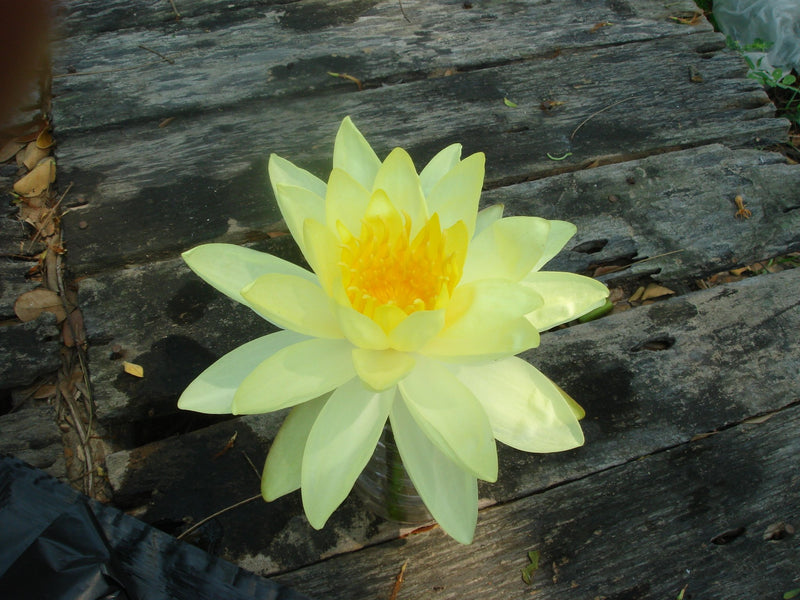 Assorted hardy water lilies from ACW, aquatic plants with vibrant blooms floating on water in a garden pond setting.