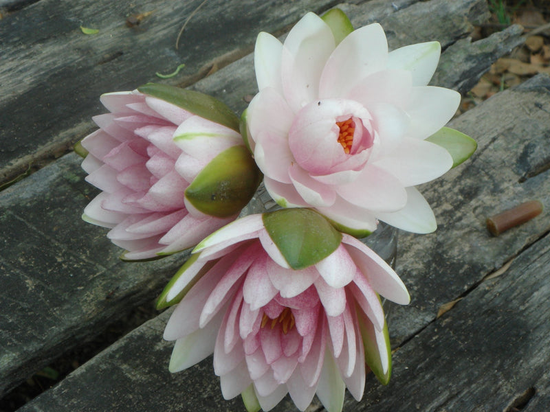 Assorted Hardy Water Lily pack from ACW with various colorful aquatic water lilies floating on water surface.