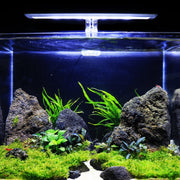 Mini Christmas moss from BUCE, vibrant green moss suitable for terrariums and decorative plant arrangements.