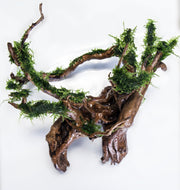 Close-up of BUCE Mini Christmas Moss, vibrant green moss suitable for terrariums and decorative plant arrangements.
