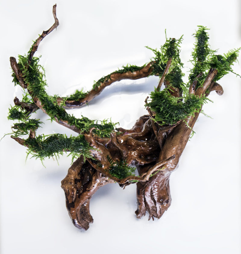 Close-up of BUCE Mini Christmas Moss, vibrant green moss suitable for terrariums and decorative plant arrangements.