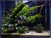 Mini Christmas Moss by BUCE, vibrant green moss suitable for terrariums and decorative plant arrangements.