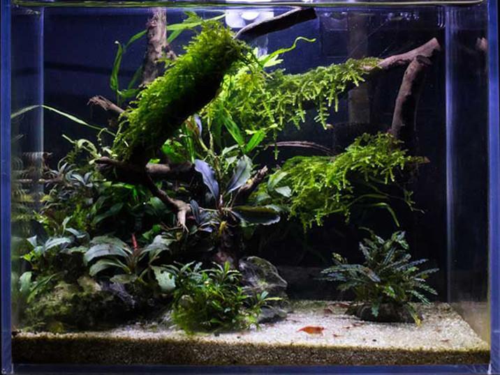 Mini Christmas Moss by BUCE, vibrant green moss suitable for terrariums and decorative plant arrangements.