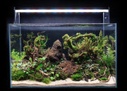 Mini Christmas moss, lush green moss by BUCE, suitable for decorative plant arrangements and terrariums.