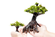 Moss on Bonsai Tree Aquatic Plant - Buce Plant