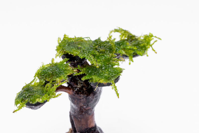 Moss on Bonsai Tree Aquatic Plant - Buce Plant