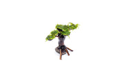 Moss on Bonsai Tree Aquatic Plant - Buce Plant