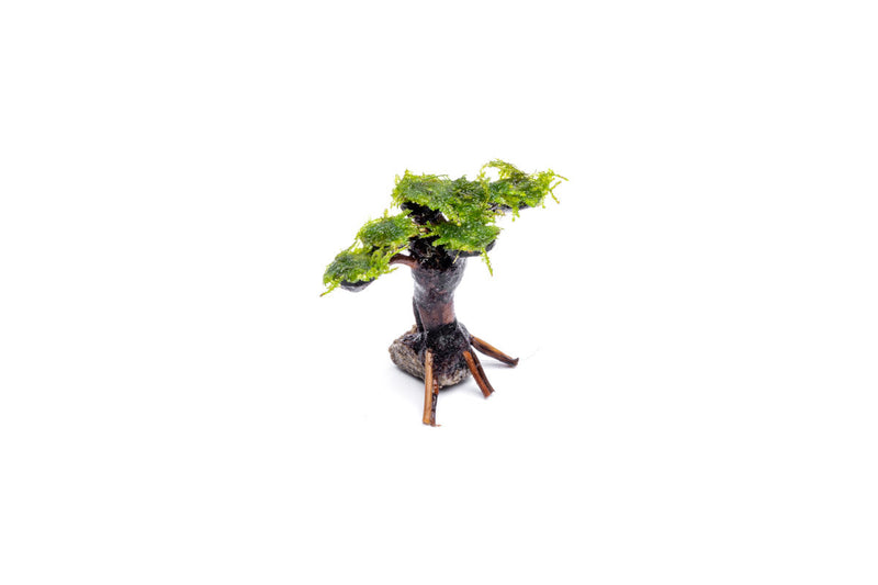 Moss on Bonsai Tree Aquatic Plant - Buce Plant
