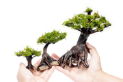 Moss on Bonsai Tree Aquatic Plant - Buce Plant