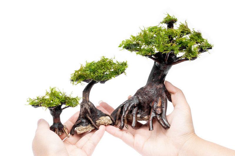 Moss on Bonsai Tree Aquatic Plant - Buce Plant