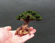 Moss on Bonsai Tree Aquatic Plant - Buce Plant