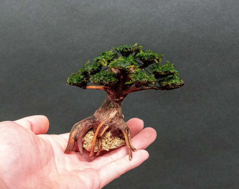 Moss on Bonsai Tree Aquatic Plant - Buce Plant