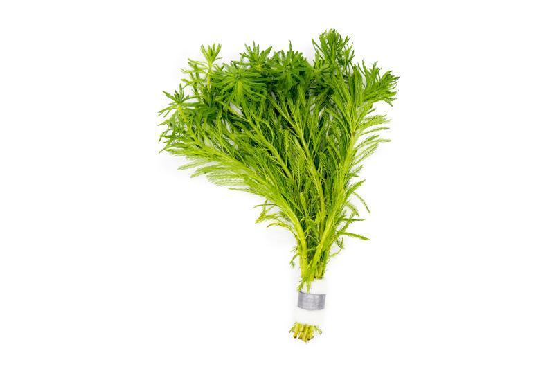 Myriophyllum Aquaticum (Parrot's Feather) Aquatic Plant - Buce Plant