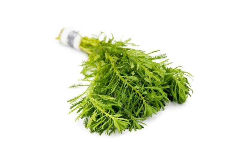 Myriophyllum Aquaticum (Parrot's Feather) Aquatic Plant - Buce Plant