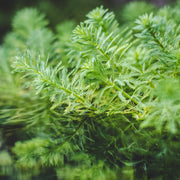 Myriophyllum Aquaticum (Parrot's Feather) Aquatic Plant - Buce Plant