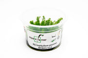 Myriophyllum Guyana Aquatic Farmer Tissue Culture Aquatic Plant - Buce Plant
