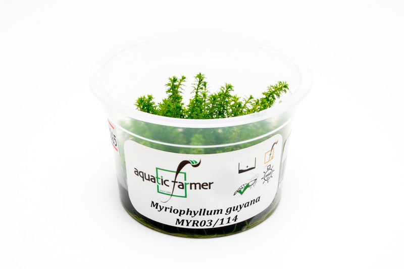 Myriophyllum Guyana Aquatic Farmer Tissue Culture Aquatic Plant - Buce Plant