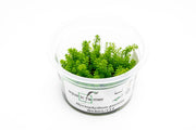 Myriophyllum Guyana Aquatic Farmer Tissue Culture Aquatic Plant - Buce Plant