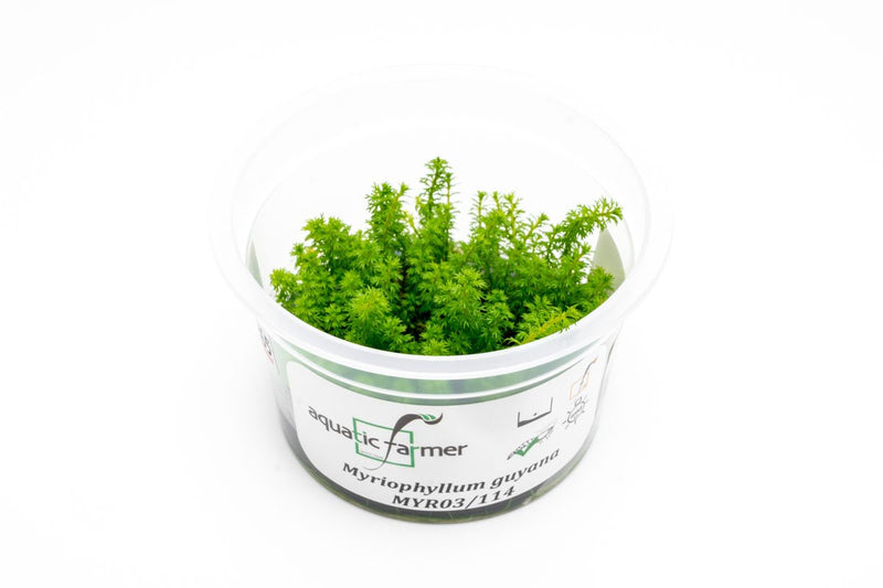 Myriophyllum Guyana Aquatic Farmer Tissue Culture Aquatic Plant - Buce Plant