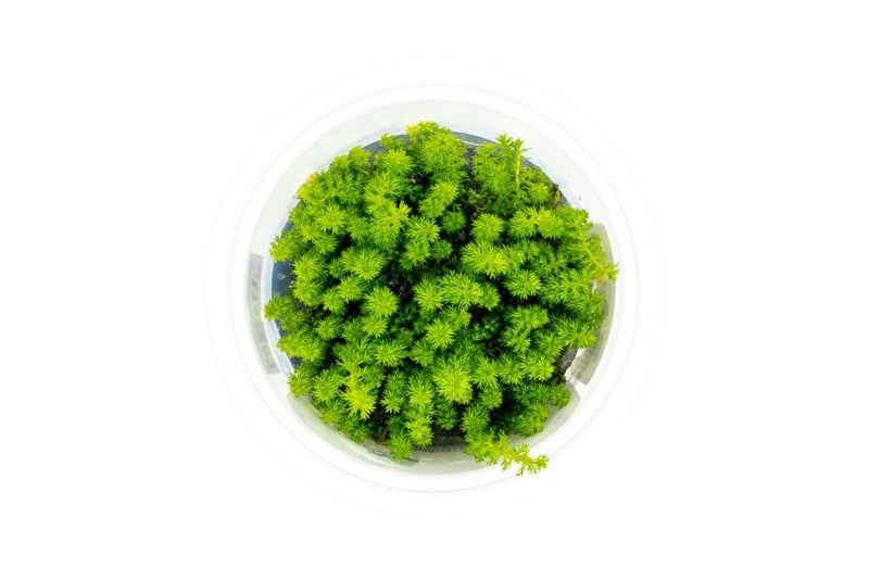 Myriophyllum Guyana Aquatic Farmer Tissue Culture Aquatic Plant - Buce Plant
