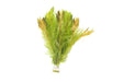 Myriophyllum Matogrossense Green - BucePlant.com