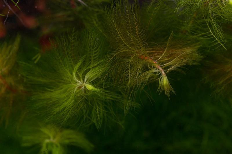Myriophyllum Matogrossense Green - BucePlant.com