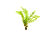 Healthy Myriophyllum Tetrandrum aquatic plant from IS with vibrant green feathery foliage, ideal for freshwater aquariums.