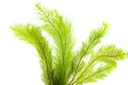 Healthy Myriophyllum Tetrandrum aquatic plant from IS with feathery green foliage suitable for freshwater aquariums.