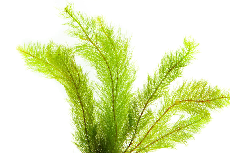 Healthy Myriophyllum Tetrandrum aquatic plant from IS with feathery green foliage suitable for freshwater aquariums.