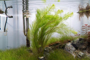 Healthy Myriophyllum Tetrandrum aquatic plant from IS, with feathery green stems ideal for freshwater aquariums.