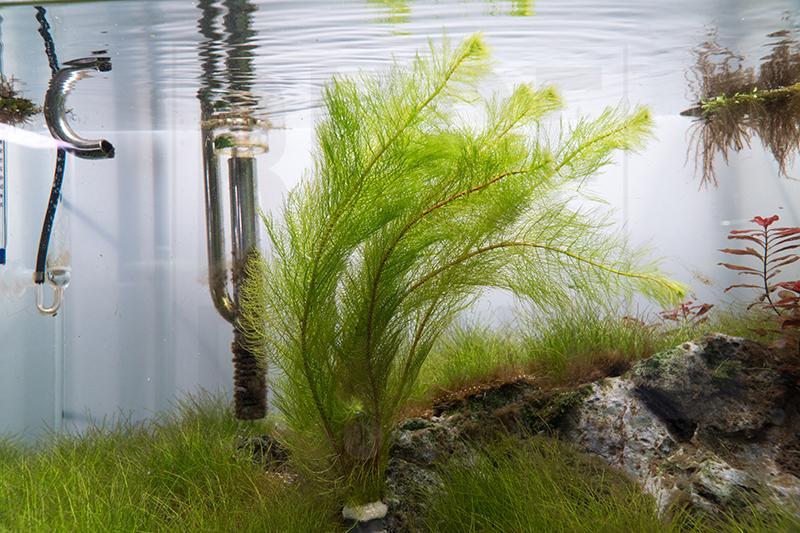 Healthy Myriophyllum Tetrandrum aquatic plant from IS, with feathery green stems ideal for freshwater aquariums.