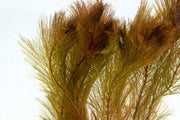 Healthy Myriophyllum Tuberculatum aquatic plant from IS, showing feathery green leaves suitable for freshwater aquariums.