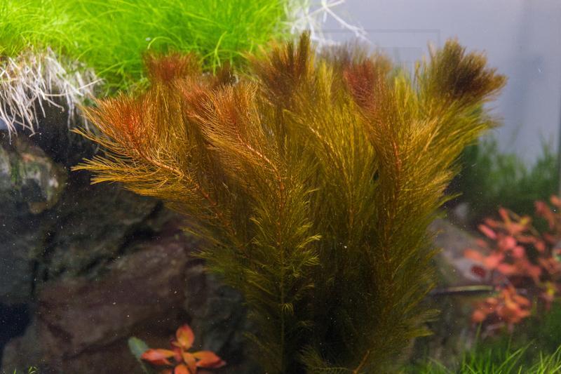 Healthy Myriophyllum Tuberculatum aquatic plant from IS, showcasing feathery green leaves ideal for freshwater aquariums.