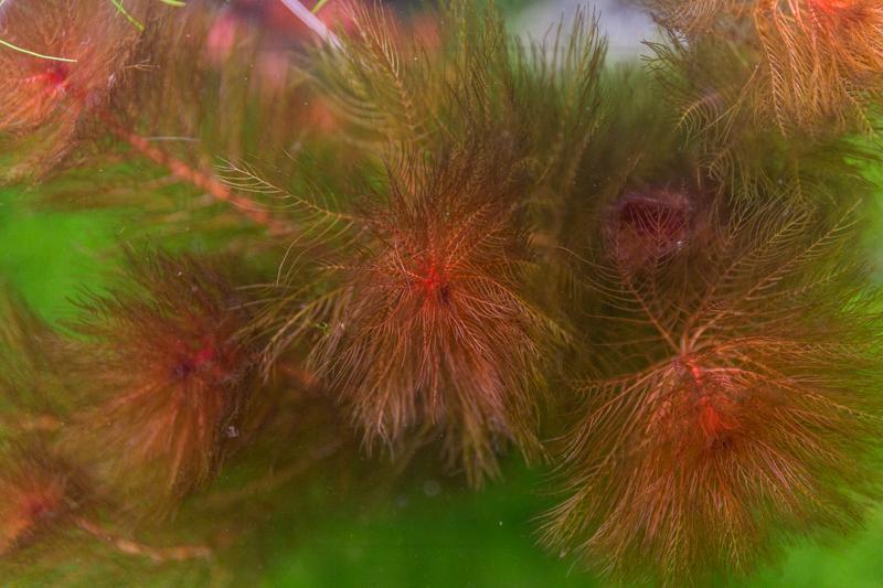 Healthy Myriophyllum Tuberculatum aquatic plant from IS, with feathery green foliage suitable for freshwater aquariums.