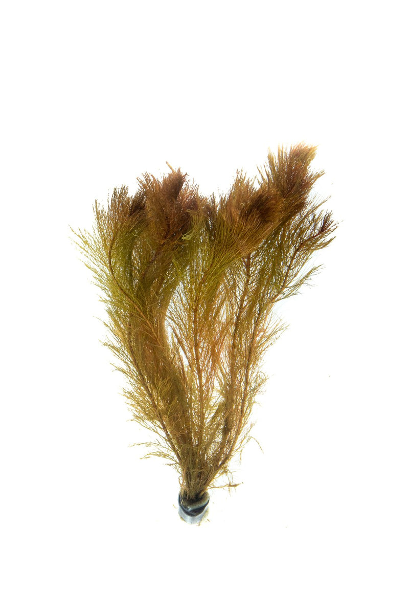 Healthy Myriophyllum Tuberculatum aquatic plant from IS, featuring feathery green foliage ideal for freshwater aquariums.