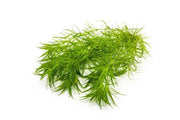 Najas Indica Aquatic Plant - Buce Plant