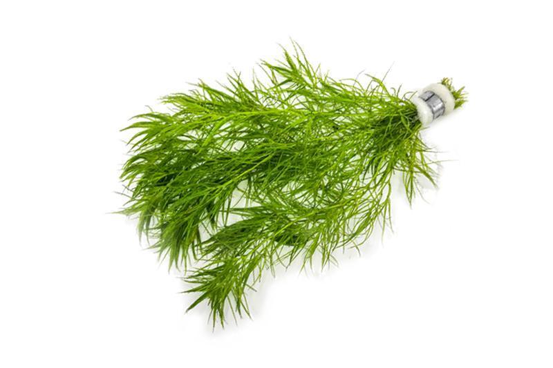 Najas Indica Aquatic Plant - Buce Plant